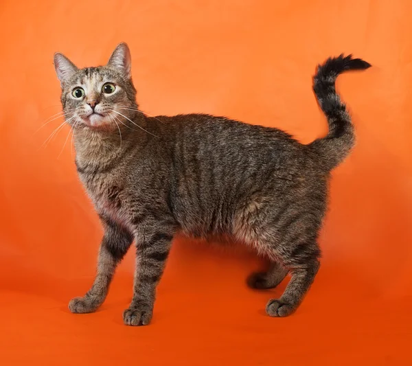 Tricolor rayas gato de pie en naranja — Foto de Stock
