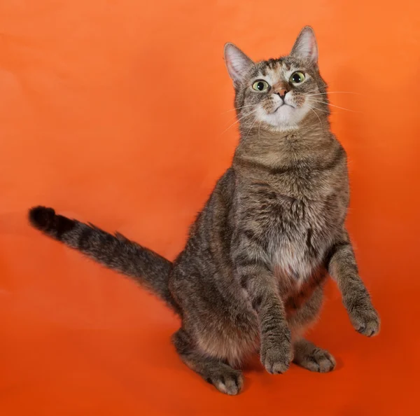 Tricolor striped cat standing on hind legs on orange — Stock Photo, Image