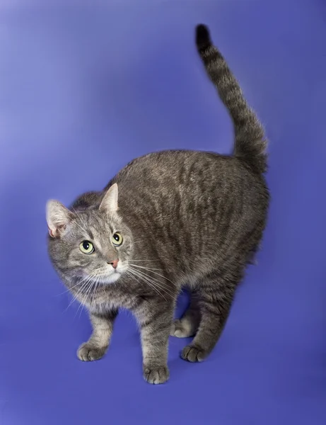 Striped gray cat standing on lilac — Stock Photo, Image