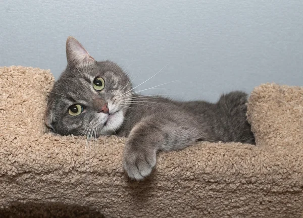 Striped gray cat lies on scratching posts