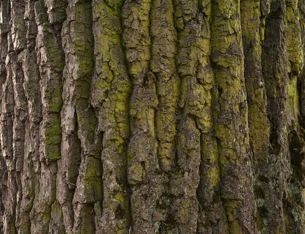 Ağaç kabuğu dokusu ile yeşil yosun kaplı — Stok fotoğraf