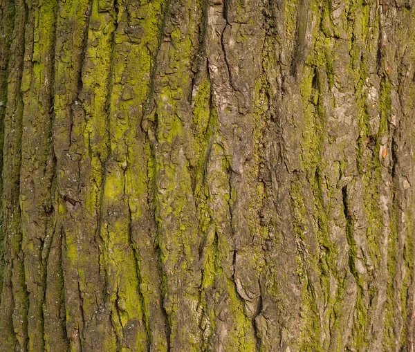 Textury ze stromové kůry pokryté zeleným mechem — Stock fotografie