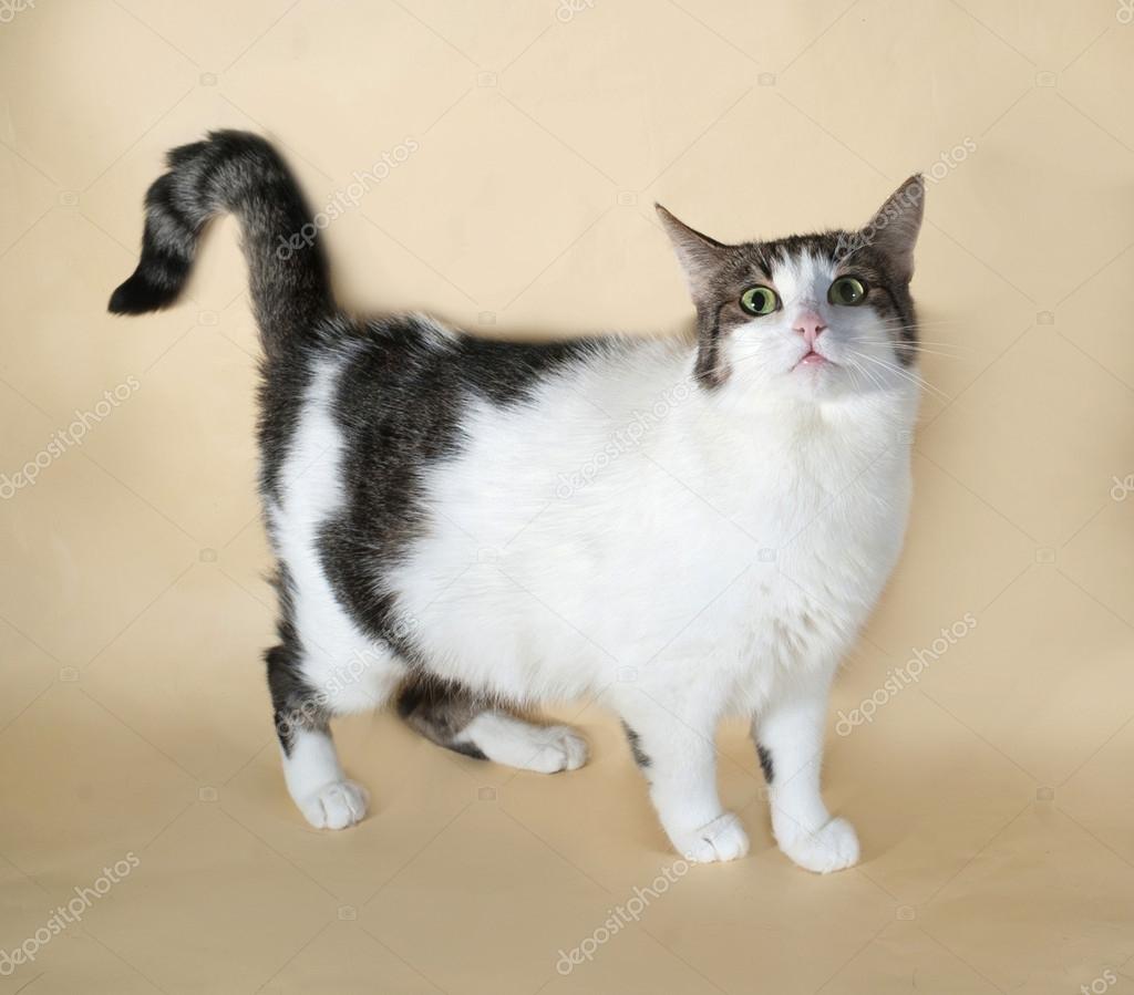 picture Gato Gris Con Blanco Gordo gato gordo blanco con manchas de pie sobre amarillo 57297233