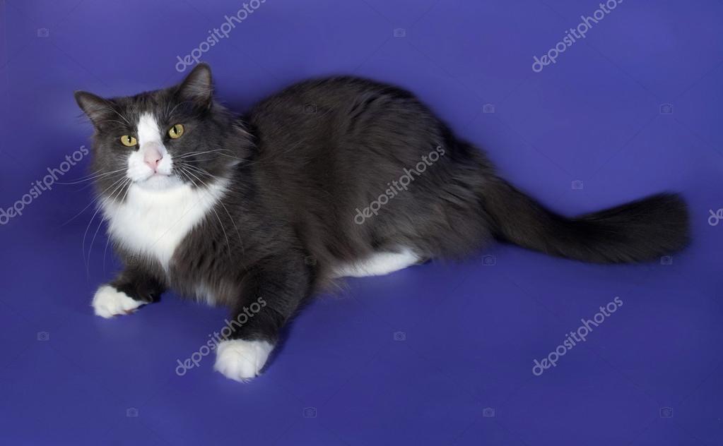 Noir Et Blanc Chaton Moelleux Et Casquette Rouge Sur Fond Vert Photographie Darzyhanna C