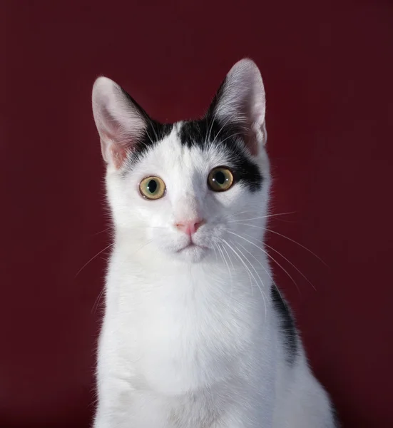 ブルゴーニュに立っている黒い斑点と白い子猫ティーンエイ ジャー — ストック写真