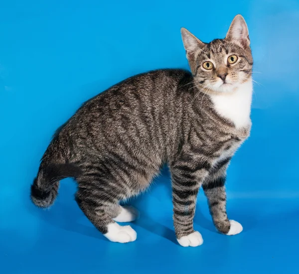 Tabby kattunge med vita fläckar ligger på blå — Stockfoto