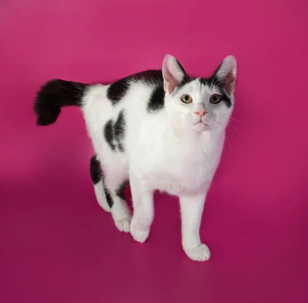 Vit kattunge tonåring med svarta fläckar på rosa — Stockfoto
