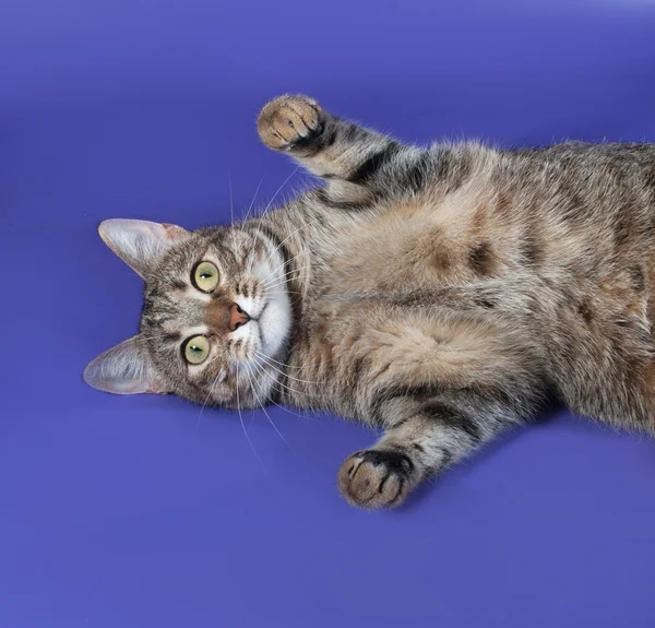 Dick gestreifte Katze auf dem Rücken liegend auf blau — Stockfoto