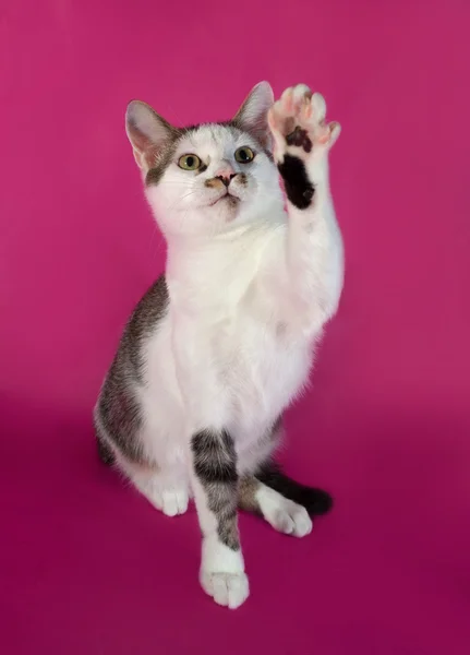 White kitten teenager with black spots  sitting on pink — Stock Photo, Image