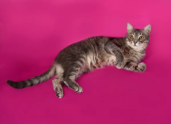 Striped gray cat lying on pink — Stock Photo, Image