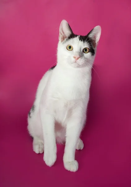 White kitten teenager with black spots  sitting on pink — Stock Photo, Image