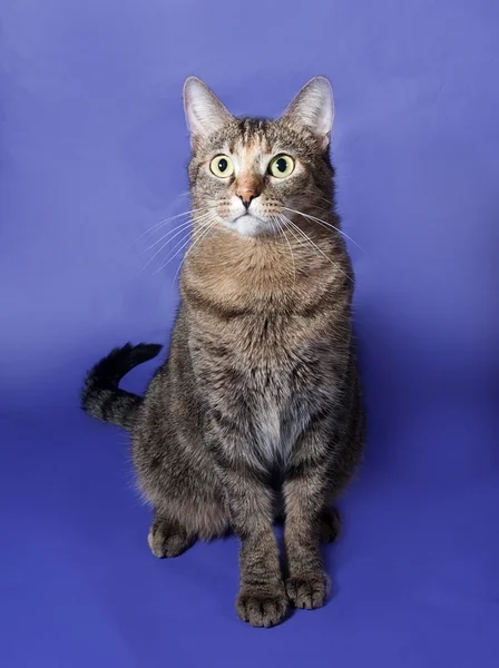 Трёхцветная полосатая кошка сидит на синем — стоковое фото