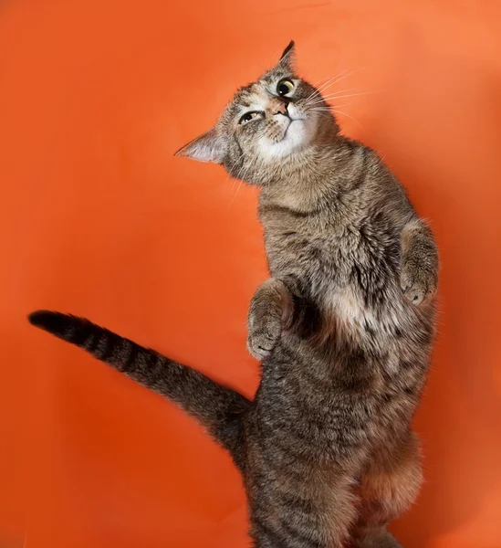 Трёхцветная полосатая кошка танцует на апельсине — стоковое фото