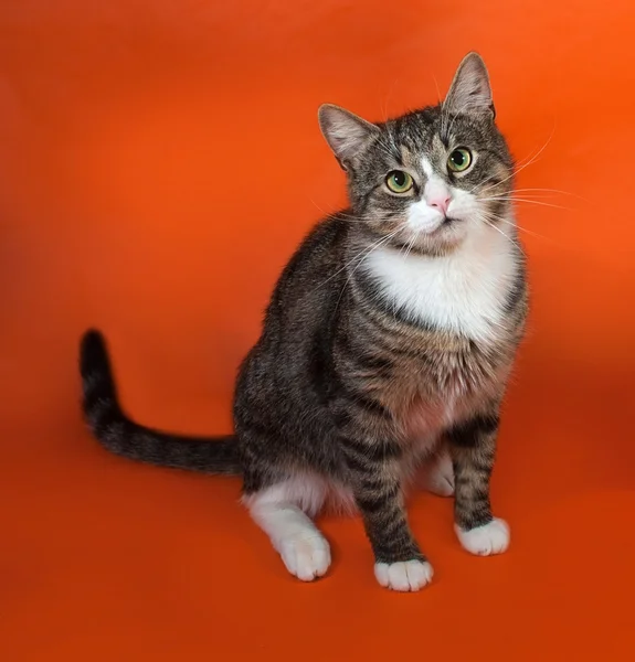 Weiß und gestreift gefleckte Katze sitzt auf orange — Stockfoto