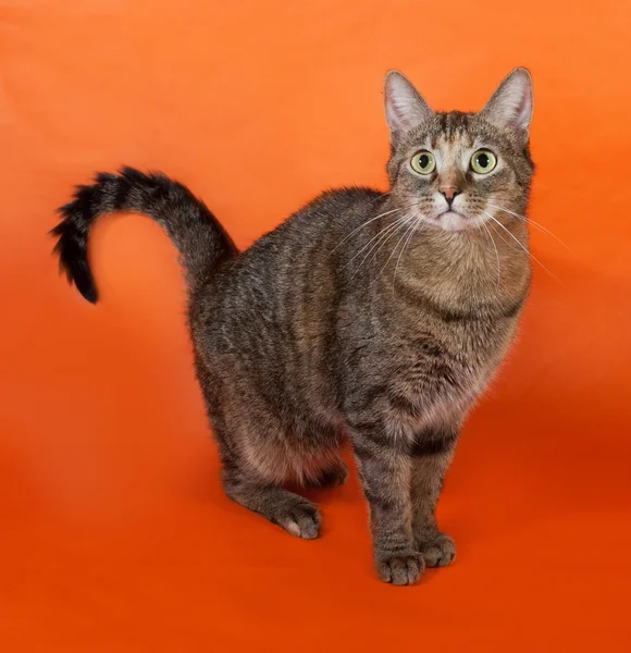 Tricolor striped cat sitting on orange — Stock Photo, Image