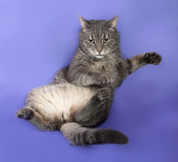 Gray striped cat falls on lilac — Stock Photo, Image