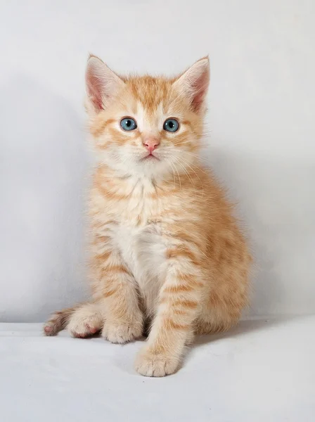 Red fluffy kitten sitting on gray — Stock Photo, Image