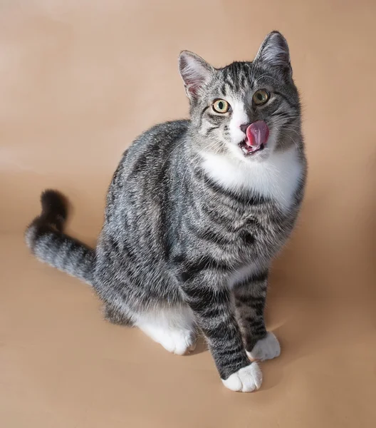 Rayas con blanco gatito sentado y lamido en marrón —  Fotos de Stock