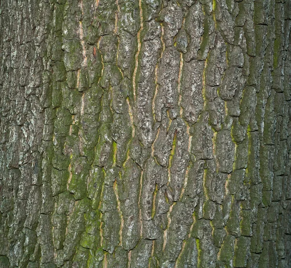 Textura de corteza de árbol cubierta de musgo verde — Foto de Stock