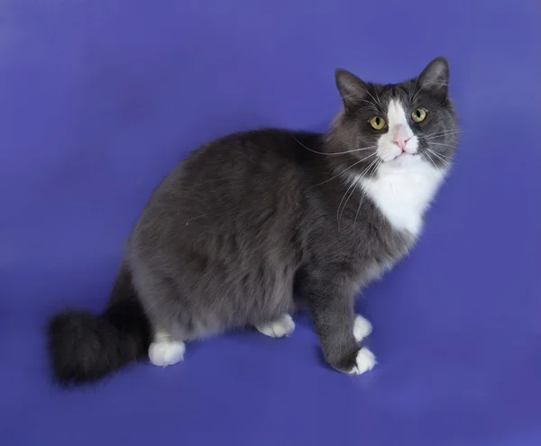 Большая пушистая кошка с белыми пятнами, сидящая на голубом фоне — стоковое фото