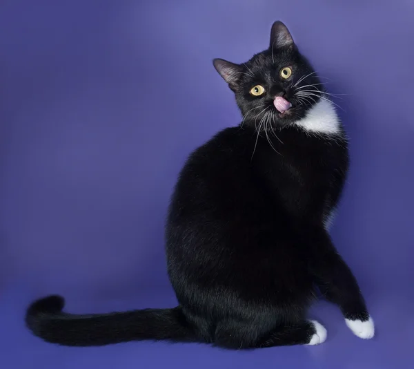 Zwarte kat met witte vlekken zitten en likte op blauw — Stockfoto