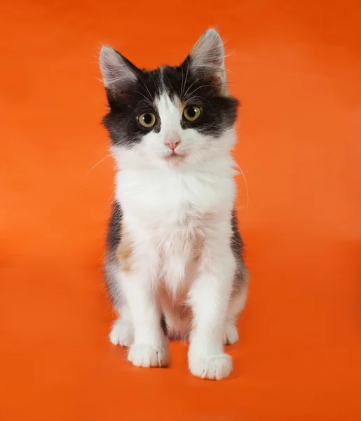 Tricolor gatito esponjoso sentado en naranja —  Fotos de Stock