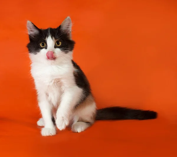 Tricolor gatinho fofo sentado e lambido em laranja — Fotografia de Stock