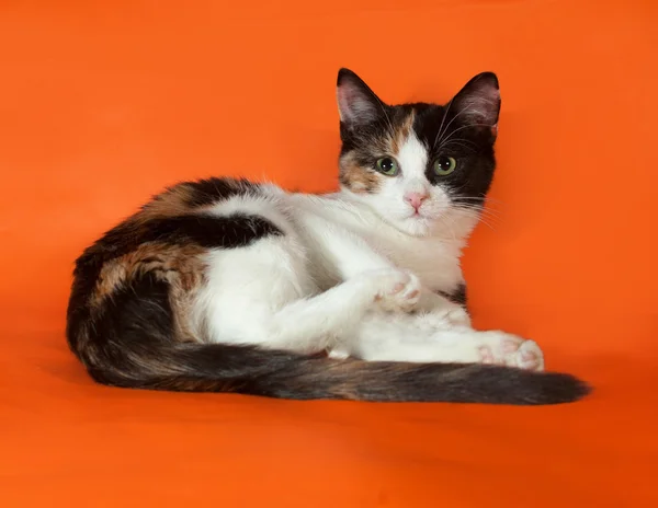 Tricolor fluffy kitten lying on orange — Stock Photo, Image