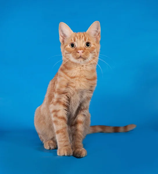 Ginger kitten sitting on blue — Stock Photo, Image