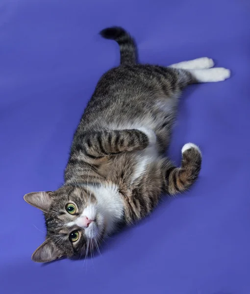 White and striped spotted cat lying on blue — Stock Photo, Image