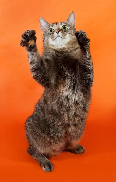 Tricolor gestreifte Katze spielt auf orange — Stockfoto