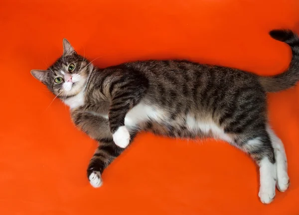 Witte en striped gevlekte kat ligt op oranje — Stockfoto