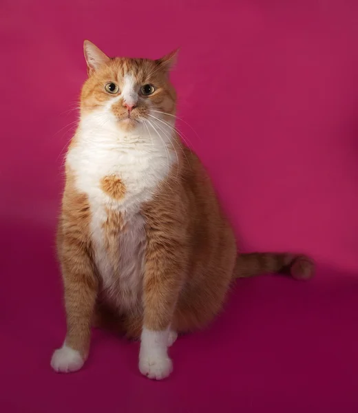 Tjocka arga röda och vita katt sitter på pink — Stockfoto