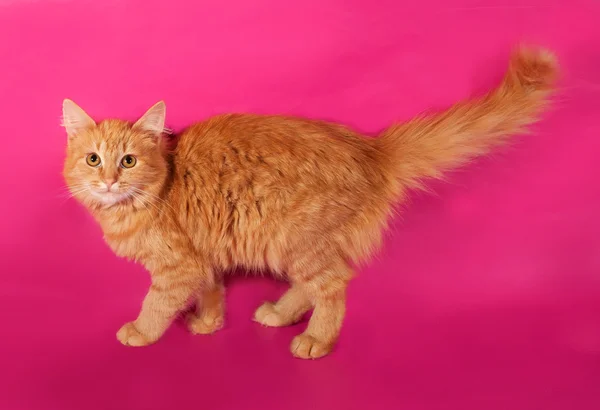 Červené nadýchané kotě plížit se na růžový — Stock fotografie