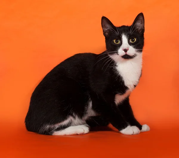 黑色和白色的小猫站在橙色 — 图库照片