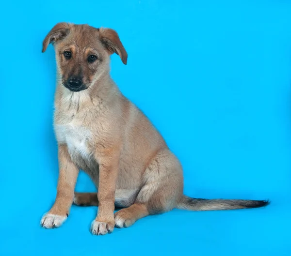 Cachorro amarillo sentado en azul —  Fotos de Stock