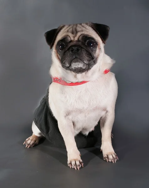 Yellow sad pug in red collar sitting on black