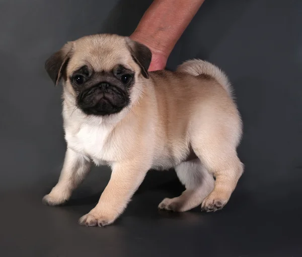 Filhote de cachorro pug amarelo em pé no preto — Fotografia de Stock