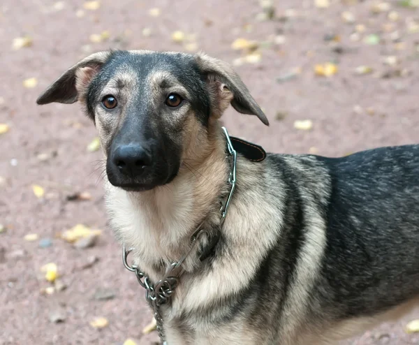 Brauner Hund im Metallhalsband auf grün — Stockfoto