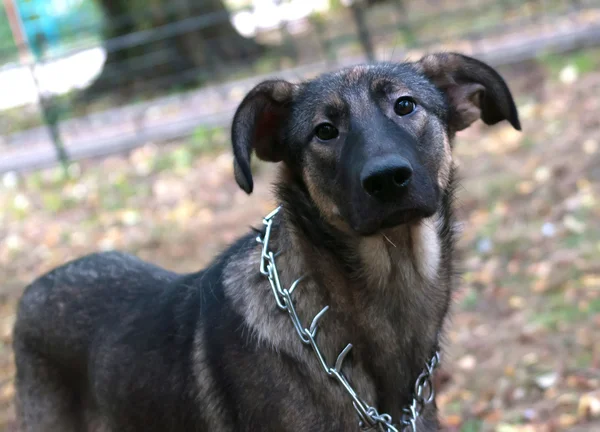 Brown dog in metal collar on green — Stock Photo, Image