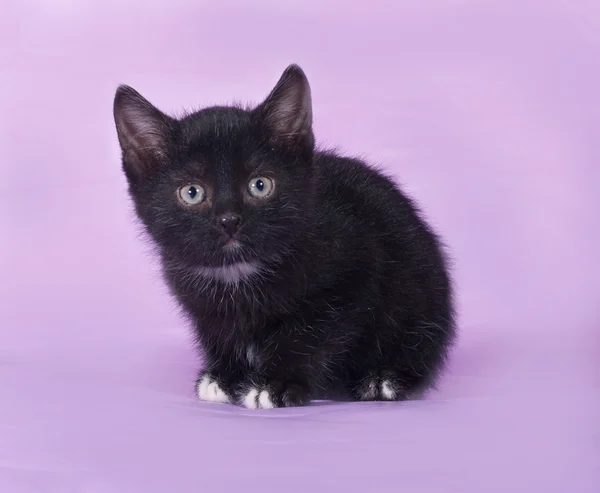 Il gattino nero con una macchia bianca sta su lilla — Foto Stock