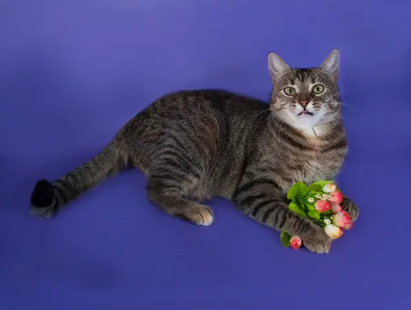 Thick striped cat lying with bouquet of flowers in his paws on b — Stock Photo, Image