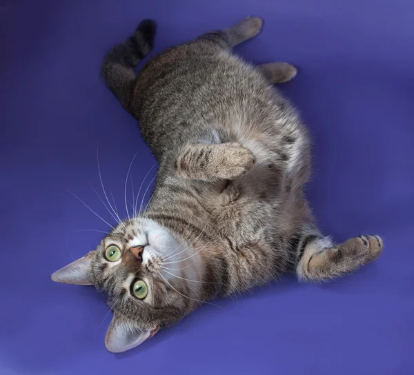 Gruby pasiasty kot leżący na plecach na niebiesko — Zdjęcie stockowe