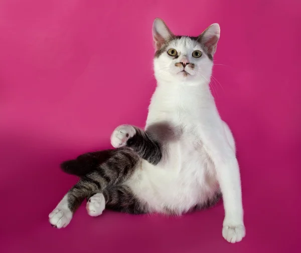 Branco gatinho adolescente com manchas pretas sentado em rosa — Fotografia de Stock