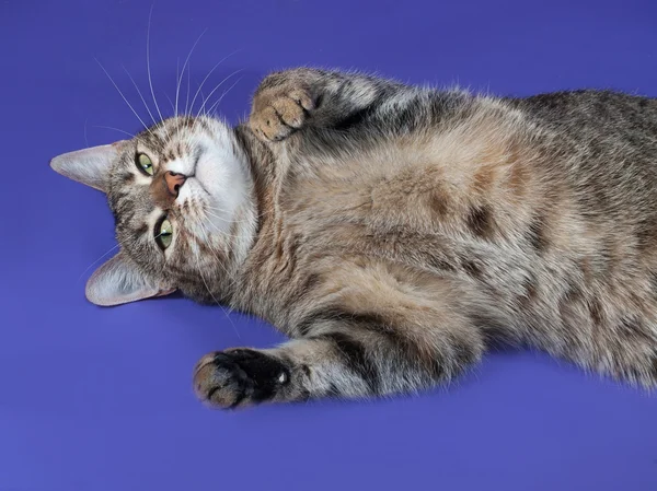 Kucing bergaris tebal berbaring di punggungnya pada biru — Stok Foto