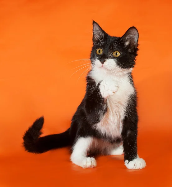 Gattino bianco e nero seduto su arancione — Foto Stock