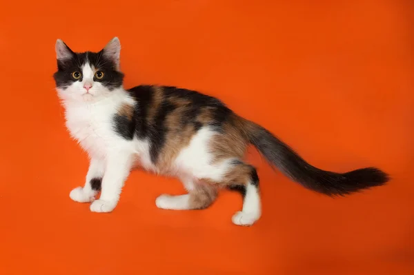Τρίχρωμη αφράτο γατάκι στέκεται στο πορτοκαλί — Φωτογραφία Αρχείου