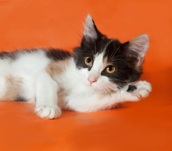 Tricolor pluizig kitten liggend op oranje — Stockfoto