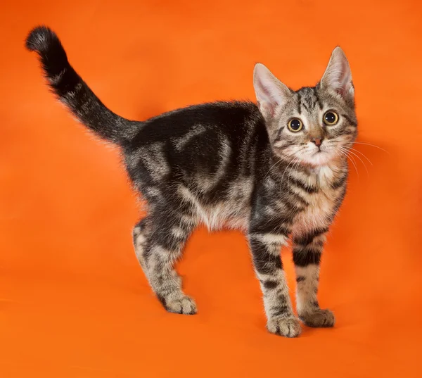 Striped kitten standing on orange — Stock Photo, Image