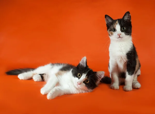 Two tricolor fluffy kitten on orange — Stock Photo, Image